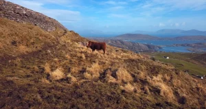 Anneau du Kerry